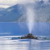 Leoš Šimánek - Aljaška pobřeží Pacifiku